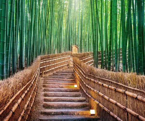 Arashiyama Bamboo Forest 