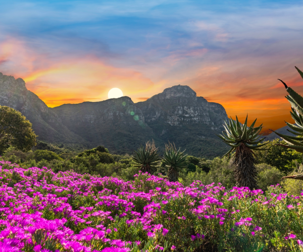 Kirstenbosch National Botanical Garden  
